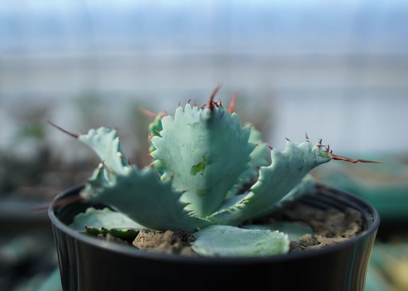 アガベ ポタトラム ”スポーン” agave potatorum 