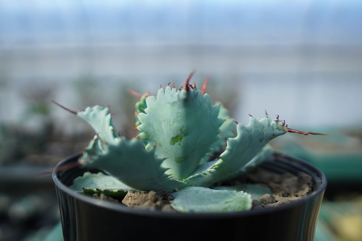 アガベ ポタトラム ”スポーン” agave potatorum 