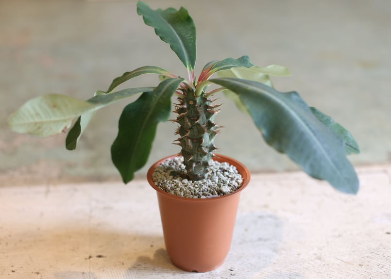 ユーフォルビア 噴火竜 実生 | mana's farm:塊根植物・アガベ・ドライ