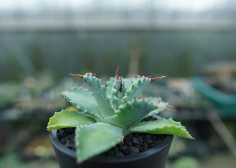 アガベ　イシスメンシス　Agave Isthmensis　No.2