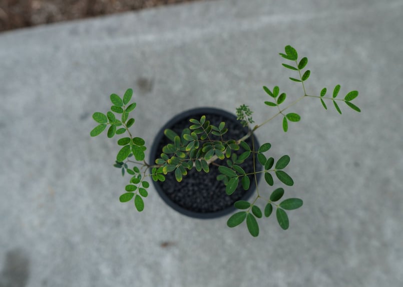 沖縄実生株】デロニクス デカリー Delonix decaryi No.2 | mana's