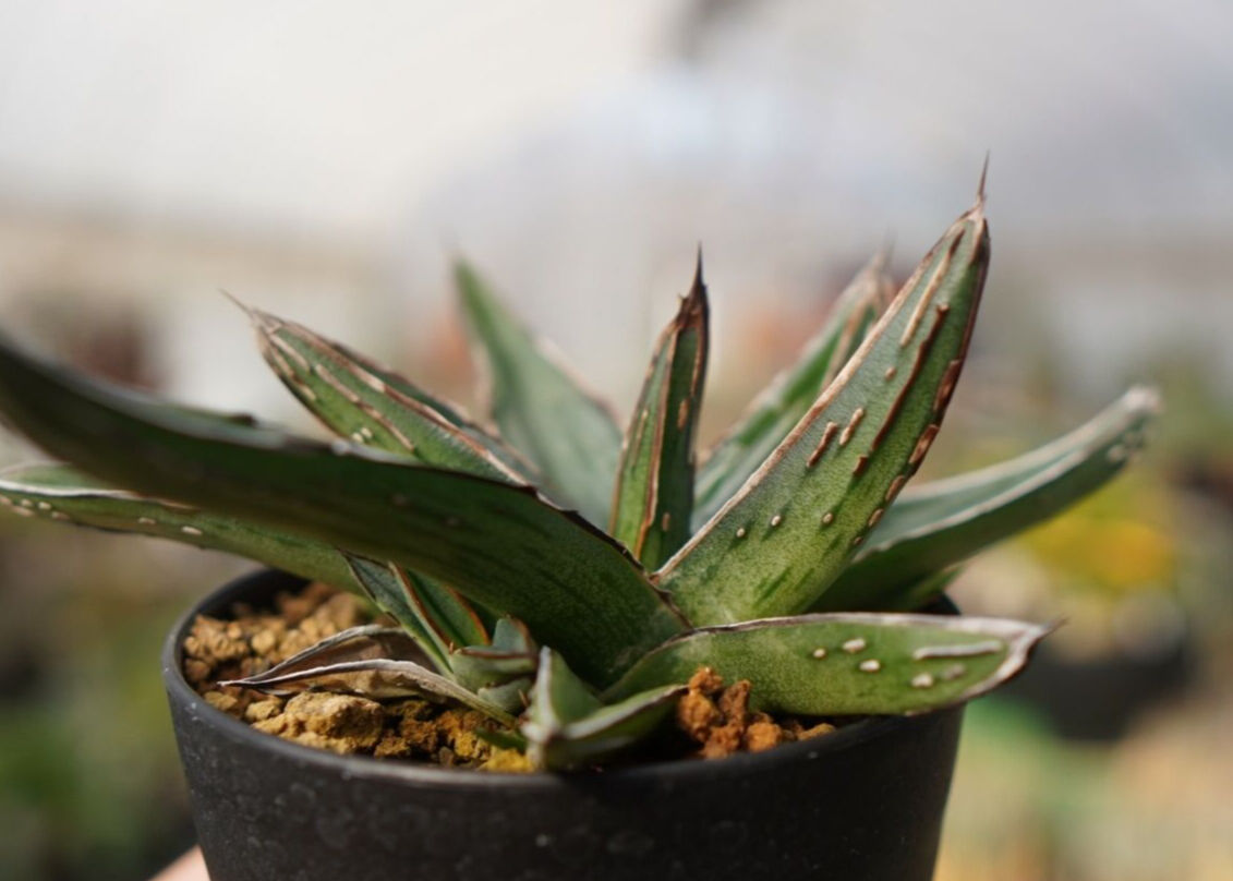 アガベ ニッケルシー NO.1 | mana's farm:塊根植物・アガベ・ドライ