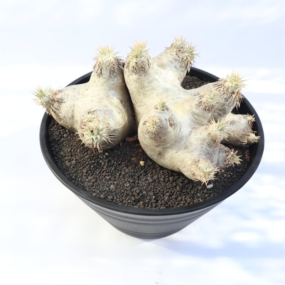 パキポディウム エブレネウム no.2 | mana's farm:塊根植物・アガベ