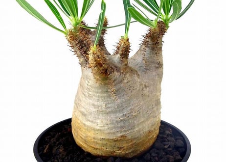 Pachypodium Gracilius パキポディウム  グラキリス  №１