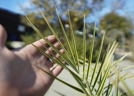 ナツメヤシ　Phoenix dactylifera  No.1