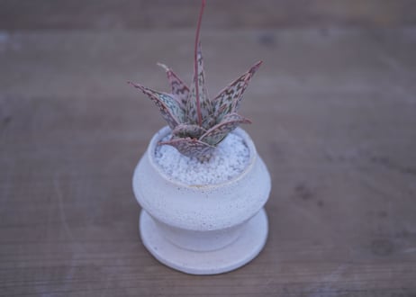 アロエ　ドリアンフレーク Aloe rauhii 'Dorian-flake'