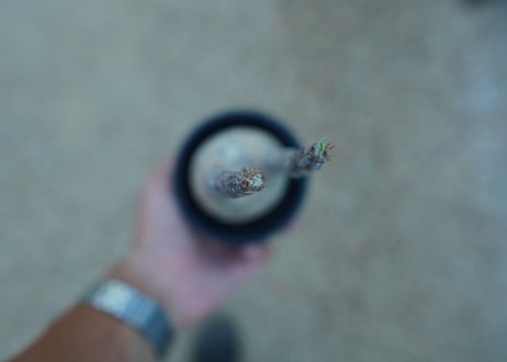 【未発根】パキポディウム　グラキリス　 Pachypodium Gracilius  No.4