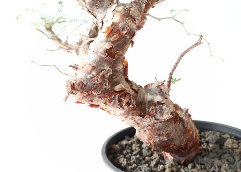 コミフォラ モンストローサ | mana's green:塊根植物販売|マナズ コミフォラ モンストローサ | mana's green:塊根植物販売|マナズ