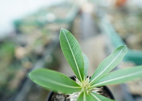 パキポディウム　デンシフローラム Pachypodium densiflorum