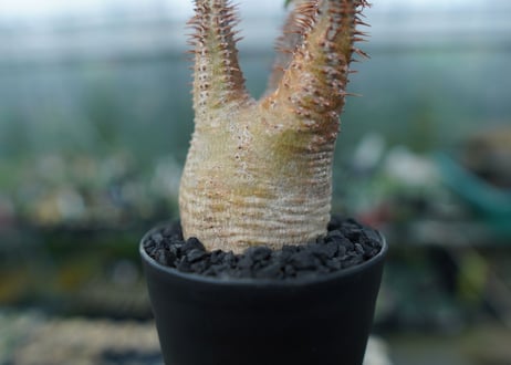 パキポディウム　グラキリス　Pachypodium gracilius　No.5