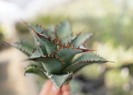 agave　oteroi　oaxaca　NO.10