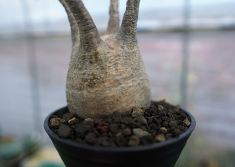 パキポディウム　グラキリス　Pachypodium  Gracilius No.4