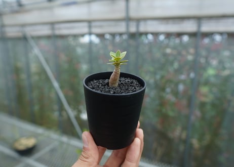 アデニウム　Adenium  No.4