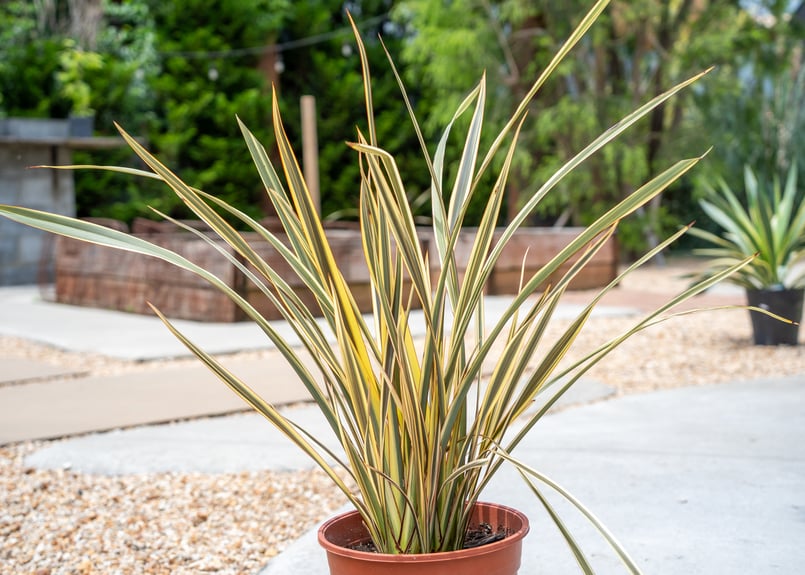 ニューサイラン | mana's farm:塊根植物・アガベ・ドライガーデン植物