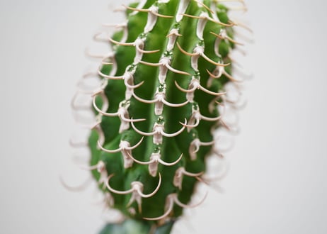 Euphorbia columnaris