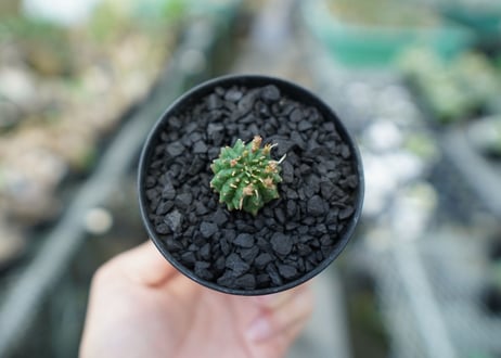 ユーフォルビア　群星冠　Euphorbia Stellispina