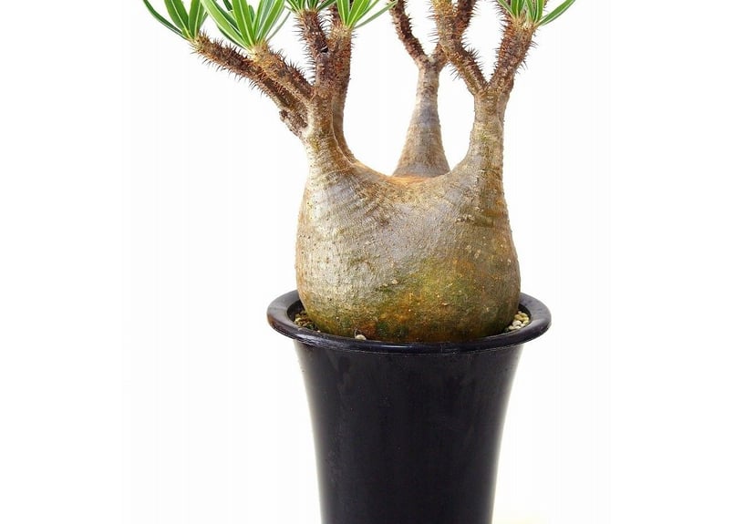 パキポディウム グラキリス Pachypodium Gracilius №4 | mana'