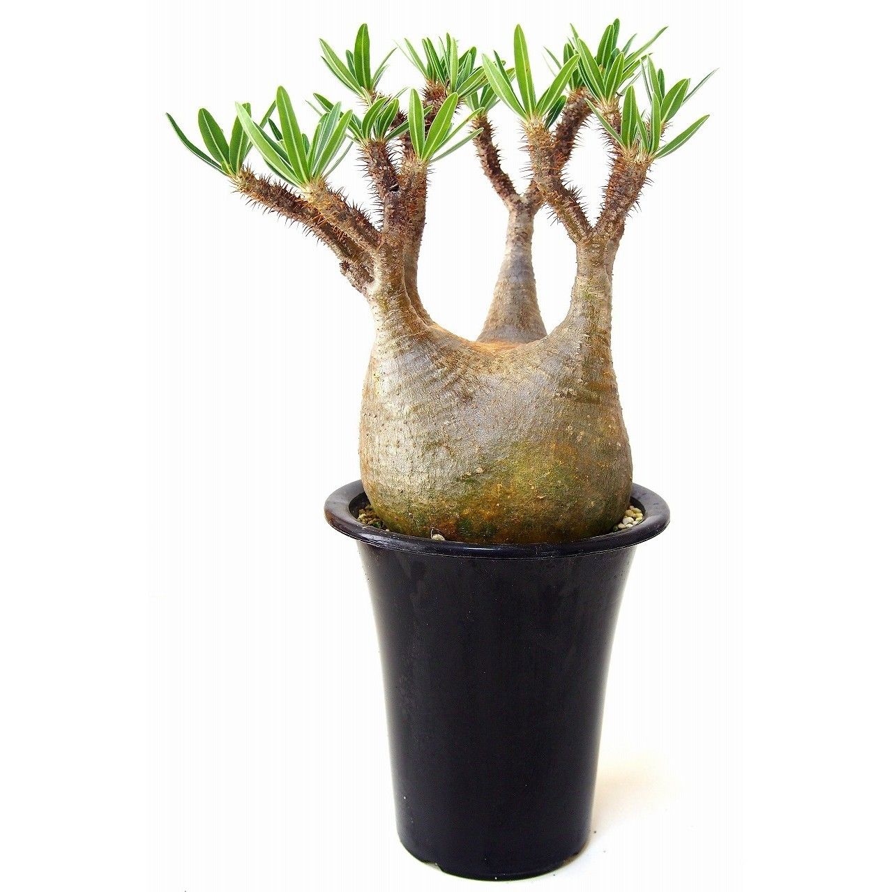 パキポディウム グラキリス Pachypodium Gracilius №4 | mana'
