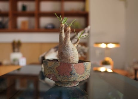 パキポディウム　グラキリス　 Pachypodium Gracilius