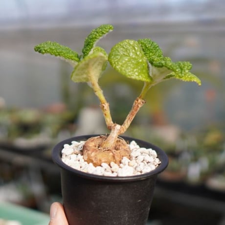 ブラータ | STORES