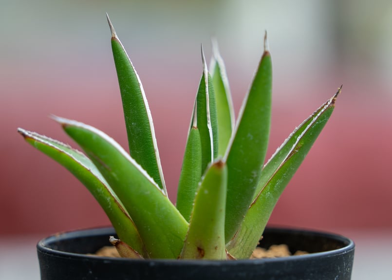 アガベ 雪嶺 アガベ 雪嶺 Agave Formosa | mana's farm:塊根植物・アガベ
