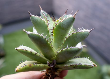 Agave titanota Flligree NO.1