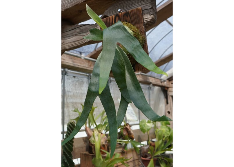 ビカクシダ P. Foongsiqi (TC) | mana's farm:塊根植物・アガベ