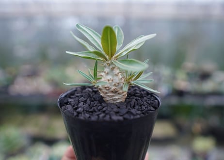 パキポディウム　カクチぺス　Pachypodium cactipes  No.2