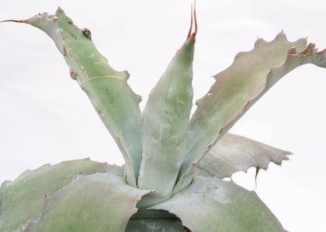 Agave cameron blue