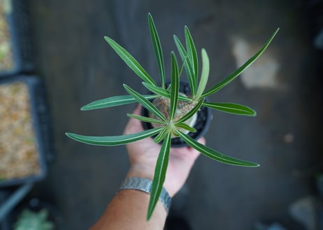 パキポディウム　グラキリス　 Pachypodium Gracilius  No.8