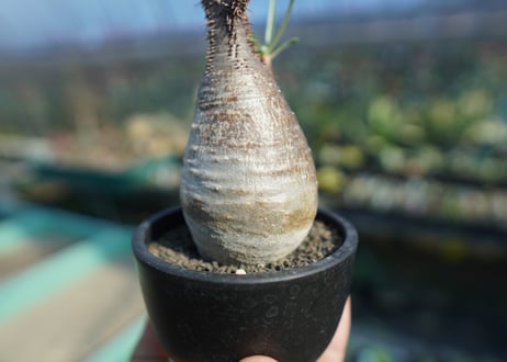 パキポディウム　グラキリス　 Pachypodium Gracilius  No.7