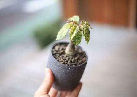 ドルステニア　フォエチダ  斑入り　Dorstenia foetida