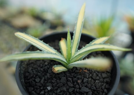 アガベ　マクロアカンサ錦　Agave macroacantha variegata NO.2