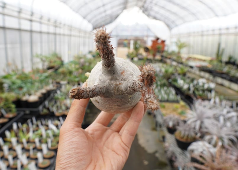 パキポディウム・グラキリス 抜き苗 〈29〉 | mana's farm