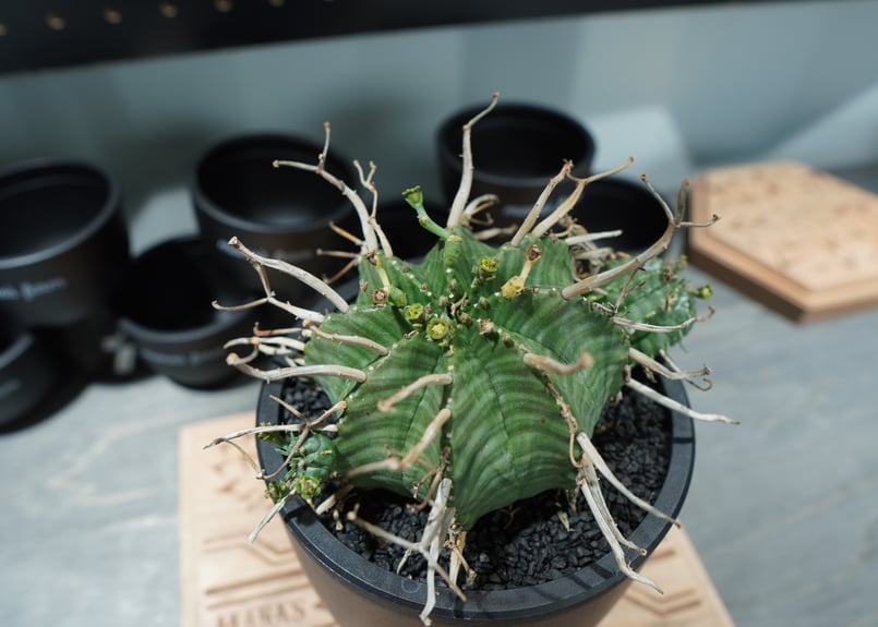 ユーフォルビア スーパーバリダ | mana's farm:塊根植物・アガベ