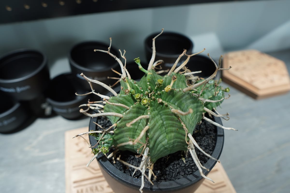 ブラックバリダ×スーパーバリダ スーパーブラックバリダ 植物 ユーフォルビア スーパーバリダ×スーパー