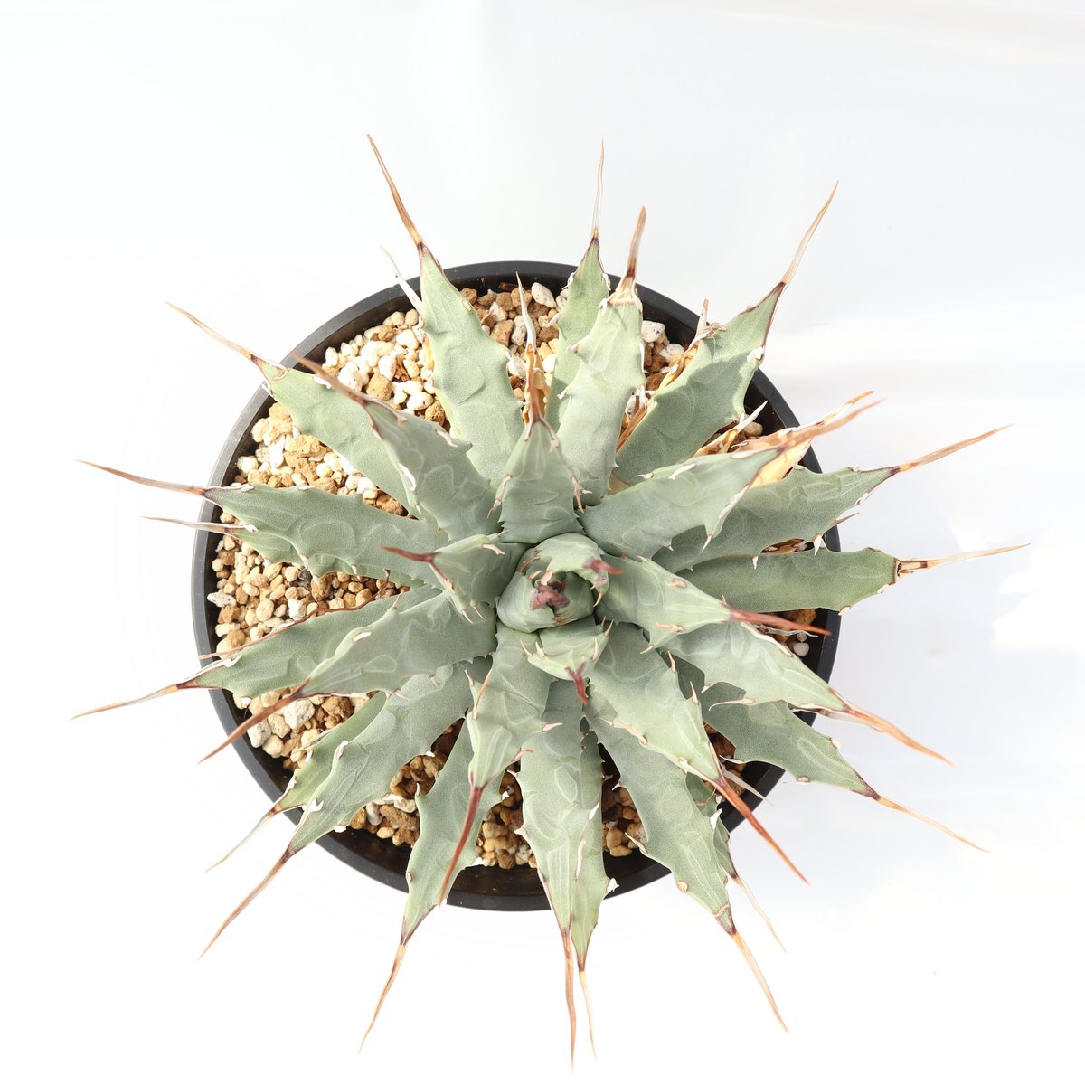 Agave utahensis var nevadensis | mana's green:塊 Agave utahensis var nevadensis | mana's green:塊