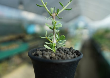 ケラリア フルチコーサ　Ceraria fruticosa