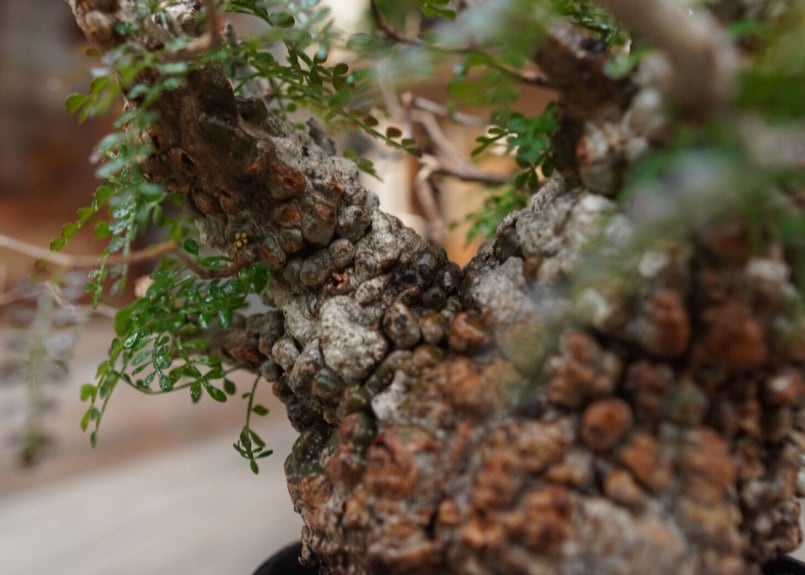 オペルクリカリア パキプス Operculicarya pachypus | mana's f