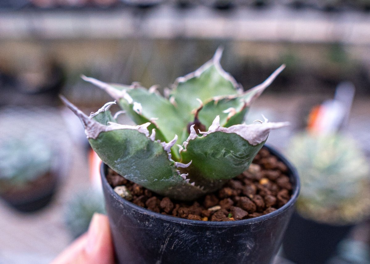 アガベ チタノタ 台湾実生 | mana's farm:塊根植物・アガベ・ドライ