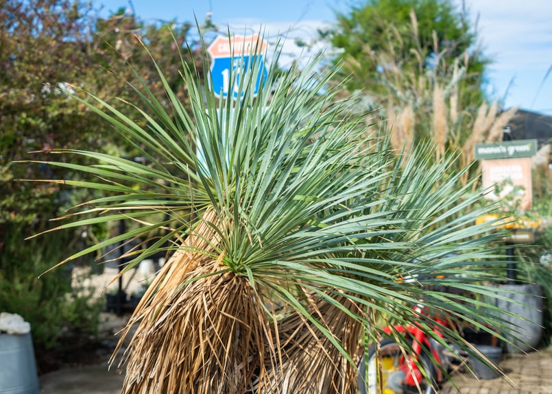 トリプルヘッドの超希少個体】ユッカ ロストラータ | mana's farm:塊根