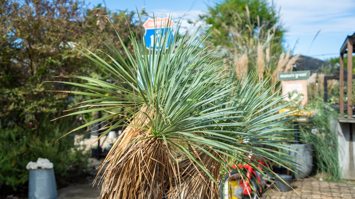 トリプルヘッドの超希少個体】ユッカ ロストラータ | mana's farm:塊根