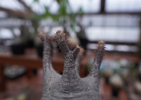 パキポディウム　グラキリス　Pachypodium gracilius　抜き苗　№172