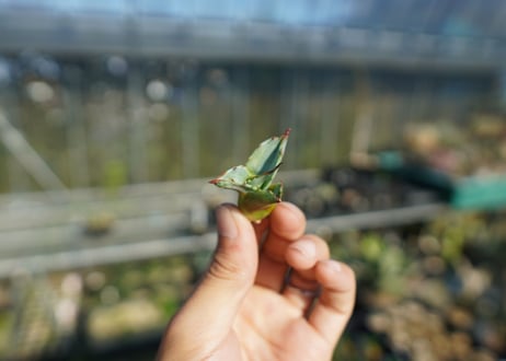 【抜き苗】アガベ パラサナ ファイヤーボール　Agave parrasana Fire ball