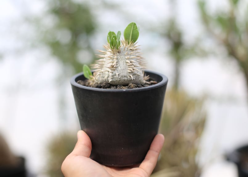 パキポディウム エブレネウム | mana's farm:塊根植物・アガベ・ドライ