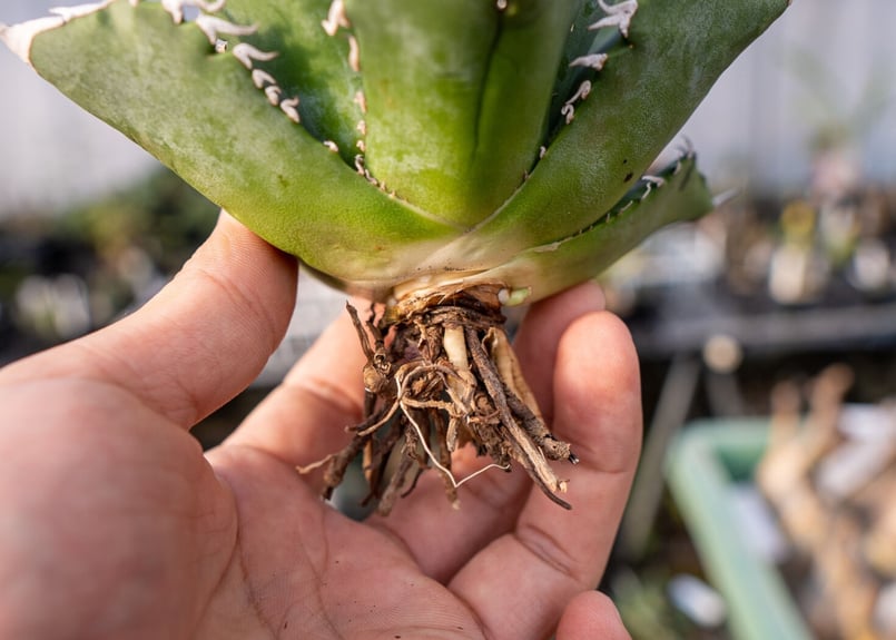 Agave titanota Solar eclipse 夕映嚴龍 | mana's gree Agave titanota Solar eclipse 夕映嚴龍 | mana's gree