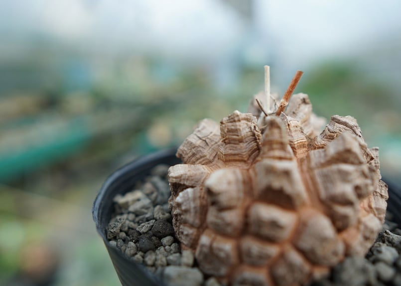 長谷川園芸産】亀甲竜 Dioscorea elephantipes No.3 | mana' 長谷川園芸産】亀甲竜 Dioscorea elephantipes No.3 | mana'