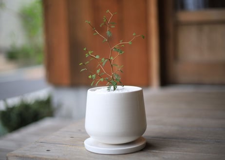 ソフォラ　ミクロフィラ 　 Sophora microphylla