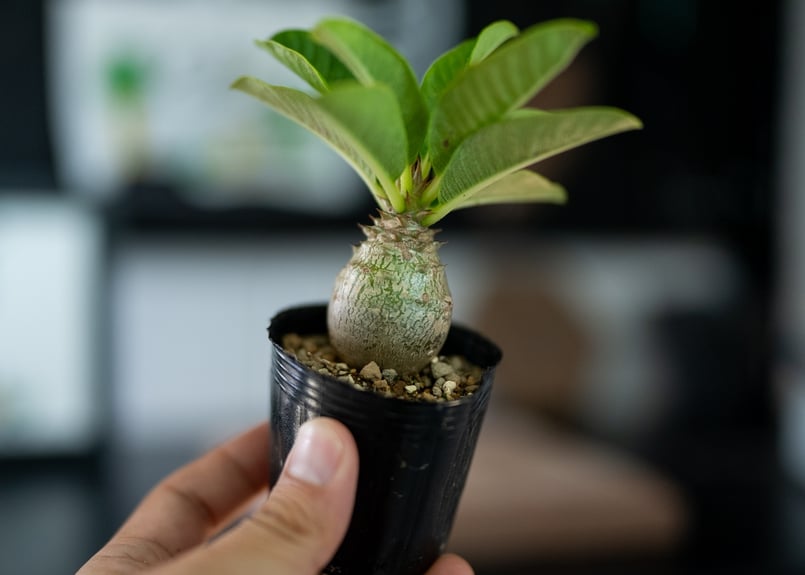 パキポディウム ウィンゾリー 沖縄実生 | mana's green:塊根植物 パキポディウム ウィンゾリー 沖縄実生 | mana's green:塊根植物