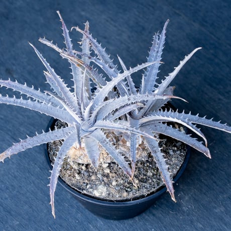 ディッキア | STORES